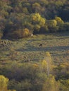 Autumn landscape in Hulun Buir