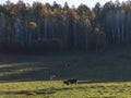 Autumn landscape in Hulun Buir