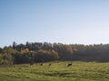 Autumn landscape in Hulun Buir