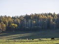 Autumn landscape in Hulun Buir