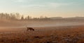 Autumn landscape with a hunting dog.