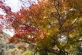 Autumn Landscape. Japanese Maple Tree in bloom with Colorful Leaves