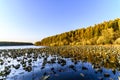 Autumn landscape of Jingyuetan National Forest Park, Changchun Royalty Free Stock Photo