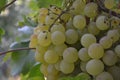 uicy bunches of grapes. Delicious ripe fruits on branches Royalty Free Stock Photo