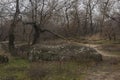 Autumn landscape, Khortytsya National Park, Khortitsa island, Ukraine