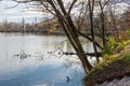 Autumn landscape of lake and trees. Ducks rest on fallen tree in water. Salt lake Sosto Nyiregyhaza, Hungary