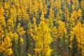 Autumn landscape. Larch forest.