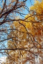 Autumn landscape large old dried trees with gnarled branches against the background of a birch grove