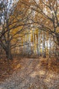 Autumn landscape large old dried trees with gnarled branches against the background of a birch grove