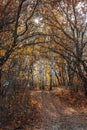 Autumn landscape large old dried trees with gnarled branches against the background of a birch grove