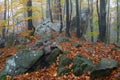 Autumn landscape. The lawn covered with orange leaves is located beautiful old stone. Mystical foggy forest of the beech trees. Royalty Free Stock Photo