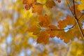 Autumn landscape, leaf fall. Close-up of a branch of a tree with red-orange leaves Royalty Free Stock Photo