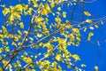 Autumn landscape, Autumn leaves with the blue sky background, Yellow, red and green bright leaves and branches, fall themes Royalty Free Stock Photo