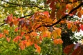 Autumn landscape with leaves.