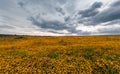 Autumn landscape in Mexico, with yellow flowers in the meadows Royalty Free Stock Photo