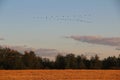 Autumn landscape. Autumn migration of common cranes to the south.