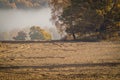 Autumn landscape with morning fog in Central Russia.