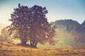 Autumn landscape in mountain. Colorful trees in fog and rain. Royalty Free Stock Photo