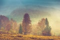 Autumn landscape in mountain. Colorful trees in fog and rain. Royalty Free Stock Photo