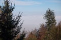 Autumnal forest in sunny weather above fog