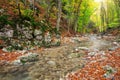 Autumn landscape with mountain river and colorful tree Royalty Free Stock Photo