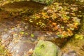 Autumn landscape with mountain river flowing among mossy stones through the colorful forest. Silky smooth stream of clear water. Royalty Free Stock Photo