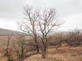 A dry tree on an autumn landscape in a mountainous area.