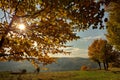 Colors of autumn in the forest. Landscape with colored leaves and the sun through trees. Autumn background