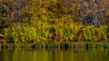 Autumn landscape at lake, multicolored trees and plants reflected in water