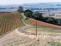 Oak Tree & Sloping Hillside. Napa Valley Vineyard in Autumn, California Royalty Free Stock Photo