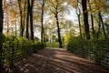 Autumn landscape in nature park with ground road pathway yellow trees fence on sides in sunny day. Royalty Free Stock Photo