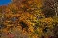 Autumn landscape of november park in sunny weather