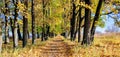 Autumn Landscape Oak Alley