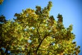Autumn landscape. Autumn oak leafes, very shallow focus. Wide panorama format Royalty Free Stock Photo
