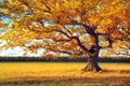 Autumn landscape. Oak with vibrant yellow leaves in blue sky background Royalty Free Stock Photo