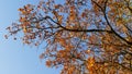 Autumn landscape oak yellowed leaves