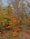 Autumn landscape in october wood