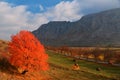 Autumn landscape with orange tree