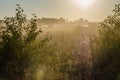 autumn landscape. Overgrown field and forest on the horizon. Waiting for the sunset and the inevitable darkness. Backlight Royalty Free Stock Photo