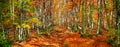 Autumn landscape, panorama, banner - view of a forest road in the autumnal mountain beech forest Royalty Free Stock Photo