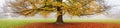 Autumn landscape, panorama, banner - view of an old tree in a foggy autumn park Royalty Free Stock Photo
