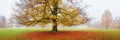 Autumn landscape, panorama, banner - view of an old tree in a foggy autumn park with fallen leaves Royalty Free Stock Photo