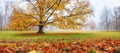 Autumn landscape, panorama, banner - view of an old tree in a foggy autumn park with fallen leaves Royalty Free Stock Photo