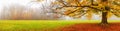 Autumn landscape, panorama - view of a foggy autumn park with fallen leaves in the early morning Royalty Free Stock Photo