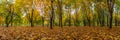 Autumn landscape. panoramic view. fallen leaves in the city park