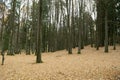 Autumn landscape in the forest. Fallen leaves and tree trunks. Royalty Free Stock Photo