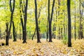 Autumn landscape in park