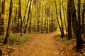 Autumn landscape. Park in the fall. Golden autumn. Royalty Free Stock Photo