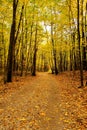 Autumn landscape. Park in the fall. Golden autumn. Royalty Free Stock Photo