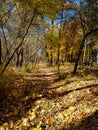 Autumn landscape. Park in forest with walkway in arch from trees. Autumn yellow leaves. Royalty Free Stock Photo
